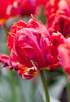 Tulipa 'Rococo' 10