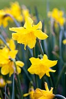 Narcissus obvallaris 13