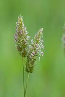 Anthoxanthum odoratum, Sweet vernal grass.