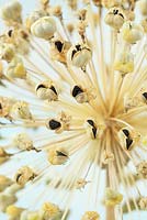 Allium stipitatum  'Mars' - Dried seed heads, August