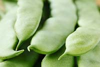 Phaseolus vulgaris  'Hunter' AGM - French climbing bean - Picked beans,  August