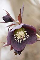 Helleborus x hybridus - Purple spotted