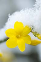 Jasminum nudiflorum with snow