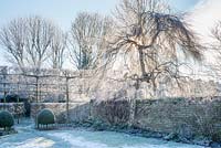Garden in winter with Betula pendula 'Youngii', pleached field maples and box topiary.