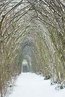 Hazel tunnel with snow. Corylus avellana