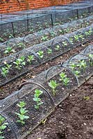 Young Vicia faba plants - Broad Beans under wire protection in winter