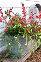 Christmas foliage in metal bucket - Ilex vertillata, Viscum album, hedera and pine
