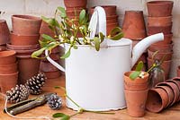 Viscum album - Mistletoe in white watering can in potting shed