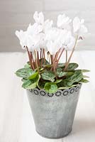 White cyclamen in galvanised metal container on table