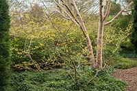 Hamamelis japonica 'Zuccariniana' in winter garden with Betula albosinensis var. septentrionalis and ground cover of Vinca minor