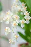 Oncidium 'Twinkle'.  Scented orchid.