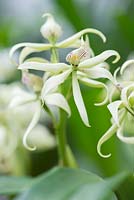 Anacheilium fragrans - syn. Encyclia fragrans - Scented orchid