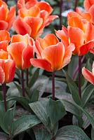 Tulipa 'corsage' 