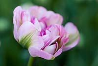 Tulipa 'groenland dubbel' 11