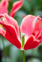 Tulipa 'aladdin'  