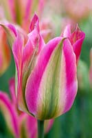 Tulipa 'virichic' (8) 