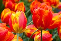 Tulipa 'flair' (1) 