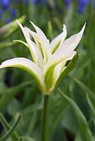 Tulipa 'greenstar' (6)/(8) 