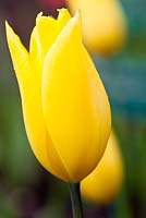 Tulipa gesneriana (15) 