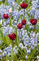 Hyacinthus orientalis 'blue festival', muscari aucheri 'ocean magic' and tulipa 'uncle tom' in mixed spring border 