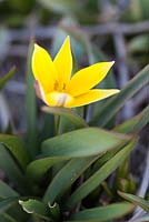 Tulipa urumiensis 