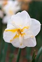 Narcissus 'marie-josã' (11b) 