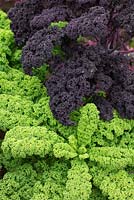 Brassica oleracea redbor - curly kale 
