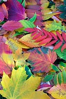 Autumn leaves, Hamamelis x intermedia 'Diane', acer capillipes , Hamamelis x intermedia 'Jelena, Cladrastis kentukea, Sorbus japonica, tulip tree, rhus tree, oak