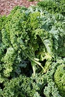 Brassica - Curly Kale