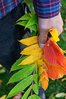 Man holding autumn leaves from, Hamamelis x intermedia 'Diane', Acer capillipes, Hamamelis x intermedia 'Jelena', tulip tree and rhus tree