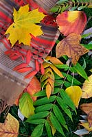 Autumn leaves, Hamamelis x intermedia 'Diane', acer capillipes , Hamamelis x intermedia 'Jelena, Cladrastis kentukea, Sorbus japonica, tulip tree, rhus tree