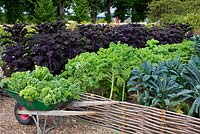 Kale, Brassica oleracea redbor, sunflowers,  kale in wheel barrow, woven fence