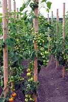 Tomato climbing 'Matilda' on wooden pole for support