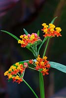 Asclepias curassavica 'Golden Fortune' growing in front of Canna 'Durban'