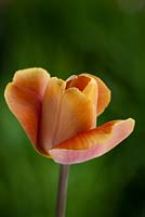Tulipa 'Malibu'