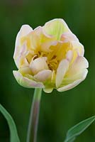 Tulipa 'Creme Upstar'