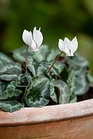 Cyclamen hederifolium 'Amaze Me White' growing in a terracotta pot