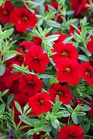 Calibrachoa Red. Million Bells Series (syn. Petunia)