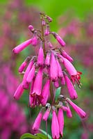 Phygelius capensis - Cape Fuchsia 'Candydrops Deep Rose'. 