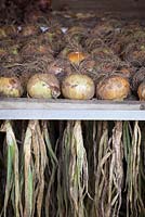 Onion 'Hytech' being dried and stored in drying racks at Rousham House