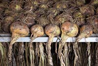 Onion 'Sturon' being dried and stored in drying racks at Rousham House
