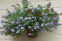 Bacopa 'Cabana Trailing Blue' in terracotta container on painted wall - Open Gardens Day 2013, Brundish, Suffolk