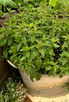 Chocolate Mint - Mentha piperita 'Chocolate' - in old galvanised container - Hampton Court Flower Show 2013
