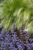 Hordeum jubatum - Foxtail Barley - with Nepeta 'Six Hills Giant' - Catmint - Hampton Court Flower Show 2013