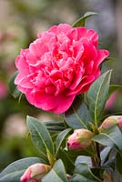 Camellia williamsii 'Anticipation' AGM