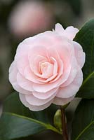 Camellia japonica 'Ave Maria' AGM