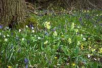 Oxlips, bluebells, celandines and wood anemones growing wild in Hayley Wood, Cambridgeshire. Primula elatior, Anemone nemorosa, Hyacinthus non-scripta