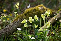 Oxlips, celandine and wood anemones. Primula elatior, Anemone nemorosa