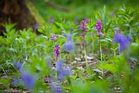 Early Purple Orchid growing with bluebells in a wood. Orchis mascula