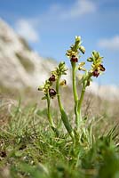 Ophrys sphegodes. Early Spider Orchid growing wild at Samphire Hoe, Kent. 